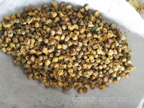 高清微距拍摄的胎菊王干花,可见完整未开放的花苞形态,花瓣紧密包裹呈金黄色,表面有细密绒毛,背景为浅色木质桌面,突出其天然纯净特质 胎菊王干花特写