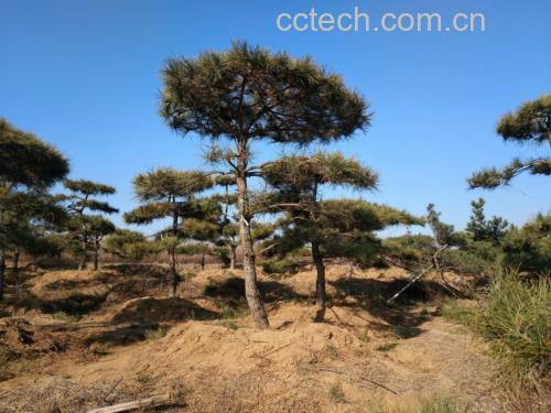 一棵高大的油松树,树皮呈灰褐色鳞片状开裂,树冠呈伞形,针叶成束生长,背景为山地森林环境,阳光透过树叶洒下,突出其自然生长环境 油松全貌图示