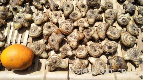 白芷干燥根茎药材,呈灰白色,质地坚硬,气味浓郁 白芷药材图