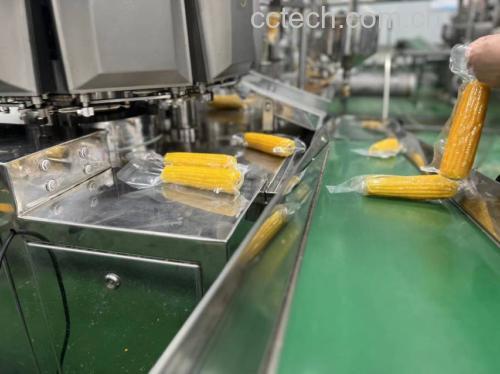 现代化食品加工车间内,自动化传送带正将煮熟的糯玉米送入真空包装机,工人身穿洁净服进行巡检,背景可见大型蒸汽锅炉和金属管道系统,体现工业化标准生产环境 工厂化糯玉米生产线场景