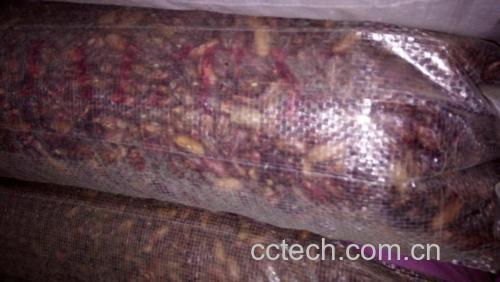 图示左半:竹匾中摊开的四季豆在阳光下暴晒,表面起皱发黄;中:玻璃罐内浑浊盐水浸泡豆条,底部有白色沉淀;右:透明塑料袋鼓胀装豆,表面可见霜晶与褐色冻斑;背景标注红色禁止符号 四季豆常见错误储存方式对比图