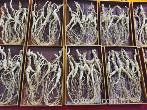 画面展示:左侧为干燥的野山参根须清晰、形态完整的干货样品,右侧是一个透明玻璃泡酒罐,内含清澈白酒与正在浸泡的野山参,背景为木质茶几与中药养生书籍,营造传统滋补氛围 野山参干品与白酒浸泡过程示意图