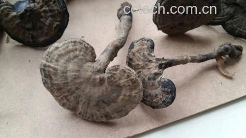 左侧为深紫色偏紫褐色的紫灵芝子实体,表面有光泽,呈扇形;右侧为浅棕色至红褐色的竹灵芝,生长在竹筒上,菌盖较薄,边缘波浪状,背景为湿润竹林环境 紫灵芝与竹灵芝对比图