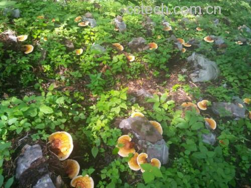 一片茂密的竹林地面,几朵新鲜的竹灵芝从腐烂的竹根处生长而出,菌盖湿润有光泽,周围覆盖着落叶,光线透过竹叶洒下斑驳光影 竹林中生长的竹灵芝实景图
