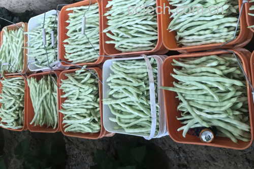 新鲜采摘的白不老豆角整齐摆放在竹篮中,豆荚笔直饱满,颜色呈乳白色略带淡绿,表面光洁无斑,旁边配有剪刀和砧板,展示准备处理的状态 图片描述