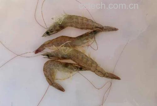 一只完整的对虾,外壳呈半透明青灰色,带有轻微红色斑纹,尾部完整,触须清晰可见,放置在白色瓷盘上,背景干净简洁,突出食材本色 对虾整体特写