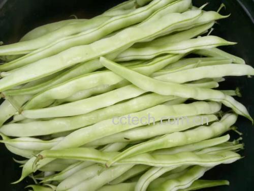 一碗拌好后的芝麻菜,色泽翠绿,点缀白芝麻和蒜末 芝麻菜凉拌成品图