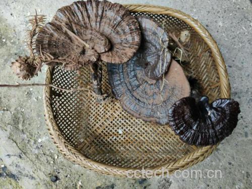 芝麻菜在竹编滤篮中自然沥干水分 芝麻菜沥干水分操作图