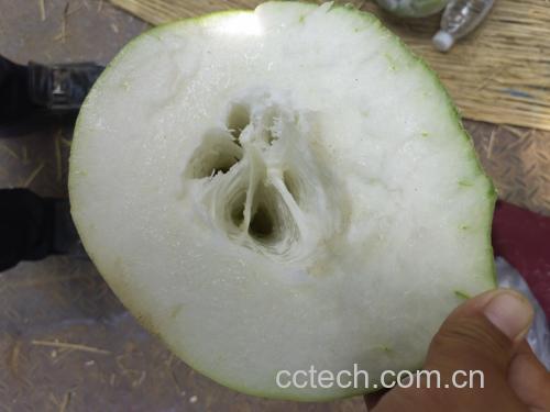 白皮冬瓜表皮与果肉横切对比图，左侧表皮呈致密青白色，右侧果肉呈半透明乳白，两者交界处可见明显深色分界线