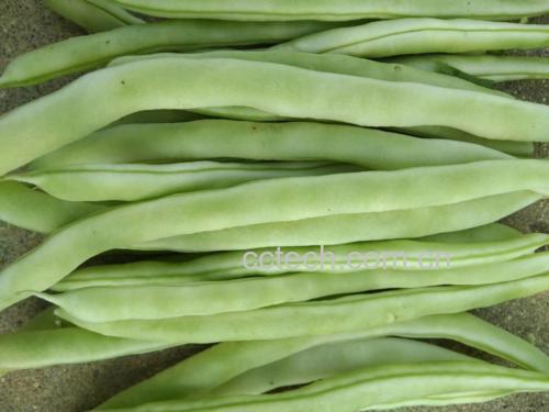 新鲜四季豆原料特写图:突出翠绿色泽、笔直形态、蜡质表皮及无损伤状态,强调当季嫩豆特征 四季豆新鲜采摘特写:翠绿饱满的嫩荚整齐铺在竹匾中,表面覆盖薄层天然蜡粉,阳光下泛柔和光泽,背景可见露水未干的田园环境