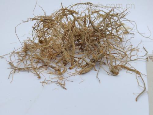 展示整株三七植物及干燥根茎 三七药材展示