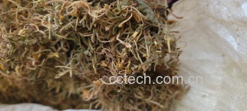 展示白芷干品与鲜品的外观差异,帮助消费者识别优质白芷 白芷干品与鲜品对比图
