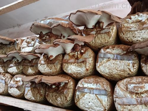 图片说明:新鲜采摘的白芝麻与黑芝麻对比图,用于展示不同芝麻品种在颜色、颗粒大小等方面的差异 芝麻酱原材料展示