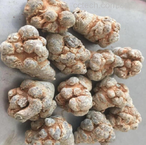 一株生长在云南山区的三七植物,叶片呈掌状复叶,花朵为绿色球形;旁边摆放着干燥的三七根,表面灰黄色,断面呈黄绿色或灰绿色,质地坚实,可见明显的环纹和放射状纹理,展示其道地产区特征 三七植株与切开的三七根部特写