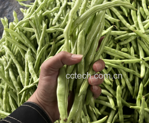 一束新鲜翠绿的四季豆,豆荚饱满笔直,表面光滑有光泽,背景为田园菜地,阳光明媚,体现夏季时令特征 四季豆特写