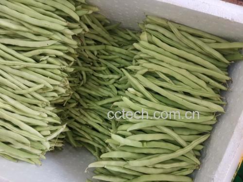 四季豆在沸水中焯水,水面泛起小气泡 焯水过程图
