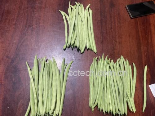 清洗干净并切好的四季豆整齐摆放在案板上 清洗后的四季豆