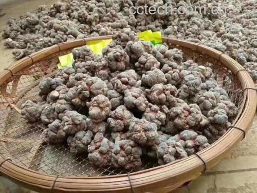 信息图:中央为人体骨骼横截面,标注成骨细胞、破骨细胞及骨矿化过程,周围环绕三七皂苷分子式与骨胶原肽结构式,箭头指示协同增强信号通路 牛骨头炖三七功效作用机制示意图