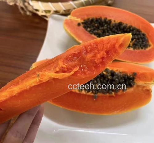 新鲜的生木瓜切片,展示其橙红色果肉和黑色种子 木瓜切片展示其橙红色果肉