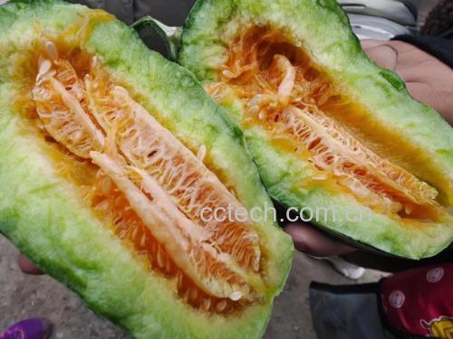 新鲜木瓜切开后露出橙红色果肉与黑色种子 木瓜切开展示内部结构与果肉颜色