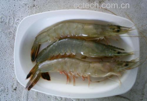 展示去虾线后的白对虾成品,整齐摆放在盘中准备烹饪 处理好的白对虾成品图