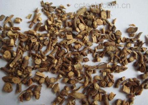 高清微距摄影:北柴胡饮片横切面可见明显木质部放射状结构与皮部淡黄色油点,符合《中国药典》性状鉴别标准 北柴胡干燥根药材特写:呈圆柱形,表面棕褐色,具纵皱纹及支根痕,断面淡黄白色,木质部浅黄色,呈放射状纹理