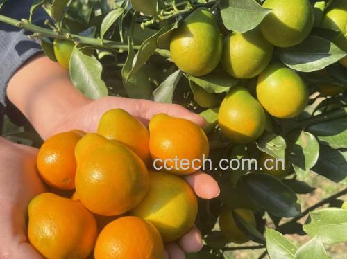 果农在清晨阳光下采摘脆皮金桔,树上挂满金黄色果实,篮中已装满新鲜采摘的金桔,背景为丘陵果园环境,体现生态种植场景 金桔采摘场景