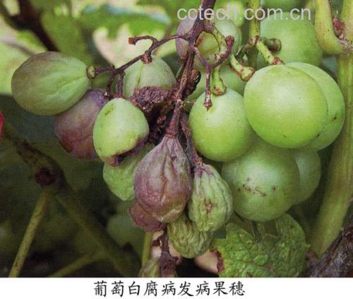 图示内容:高清微距拍摄,左侧三颗金桔整齐排列,果皮饱满反光,蒂部鲜绿;右侧三颗对应位置展示劣变特征——第一颗被手指轻压出明显凹坑且无回弹;第二颗果面覆盖蓬松灰绿色霉层;第三颗果蒂干枯收缩呈深褐色,果皮失水起皱 金桔品质对比图:左列3颗为新鲜金桔(果皮光亮、深橙色、果蒂青绿);右列3颗为变质金桔(依次为指压凹陷不弹起、表面灰绿霉斑、果蒂褐变干缩)