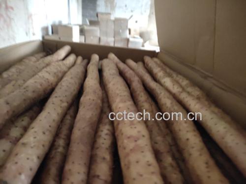 近景特写画面,一只手戴着手套正在用削皮刀去除一根长条棒山药的外皮,另一侧已切好的山药块浸泡在透明玻璃碗的清水中,旁边有柠檬片和盐罐,背景虚化体现厨房环境 棒山药去皮切块过程