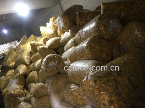 金丝皇菊与百合泡水成品特写 高清俯拍:350mL高硼硅玻璃壶中,金黄色茶汤澄澈透亮,悬浮少量金丝皇菊细瓣与半透明百合薄片,汤面泛细微油润光泽;壶旁并置未泡原料:金丝皇菊干花3朵+卷丹百合干8片,背景为竹制托盘与不锈钢电子秤(显示2.5g/6.0g)