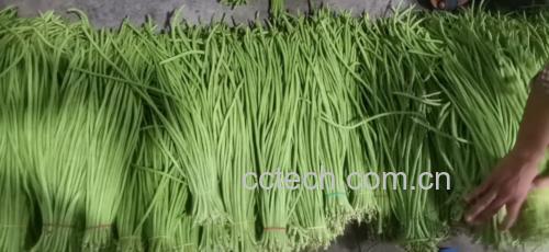 展示未煮熟扁豆角与食物中毒警告标识的组合图片 扁豆角中毒警示图