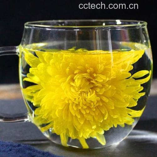 金丝皇菊冲泡过程动态图 玻璃杯中正在冲泡的金丝皇菊,热水注入瞬间花朵开始舒展,花瓣由蜷缩状态逐渐打开,形成一朵完整的金色菊花在水中漂浮,水体呈现淡黄色,背景为白色瓷砖台面