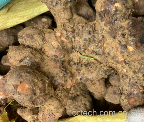 扁豆的中医药用价值,展示中药材扁豆及其药用部位 扁豆的中医药用价值
