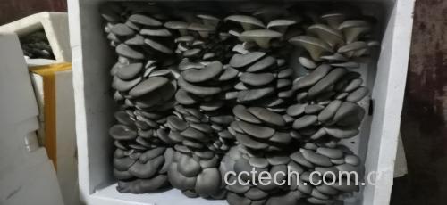 展示新鲜采摘的粉红平菇,颜色为淡粉色,形态饱满 粉红平菇实物图