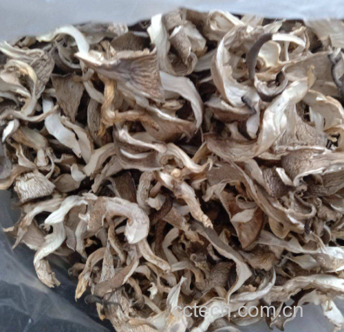 烹饪状态对比:干煸香菇(左)凸显焦香韧感,需中火慢煸;蚝油平菇(右)强调滑嫩挂汁,须旺火快炒,体现二者对火候的差异化响应 厨房实拍:左侧铁锅中香菇片煸至边缘微焦、散发琥珀色油光;右侧不粘锅内平菇片裹薄芡、泛珍珠光泽,两道菜分置青花瓷盘,背景虚化为中式灶台