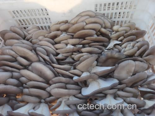 平菇与普通蔬菜的营养成分对比图表,突出其高蛋白、低脂肪特点 平菇与其他蔬菜营养对比图