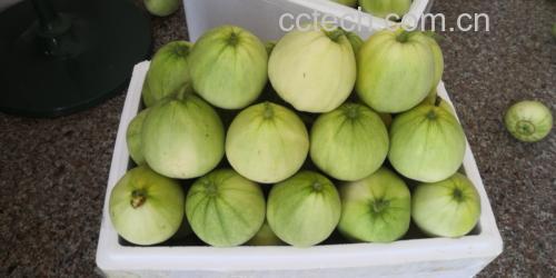 木瓜与苹果、香蕉、橙子的热量对比图表,显示木瓜为低热量水果 木瓜与其他水果的对比图