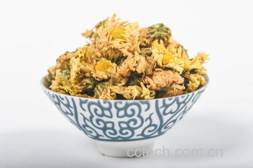 一位成年人手持陶瓷茶杯，正在观察杯中盛开的金丝皇菊，表情专注，环境整洁温馨