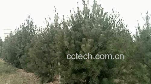 油松林自然生态图