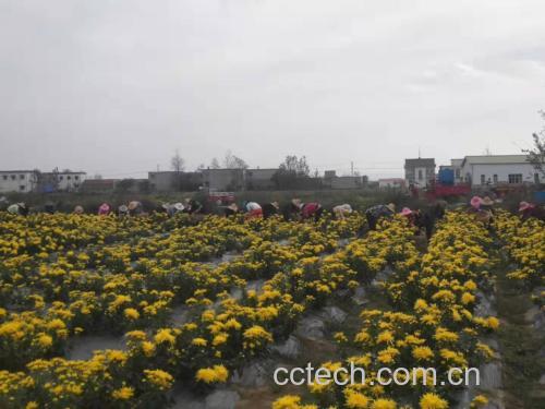 江西修水茶园春季头茬金丝皇菊采摘场景:清晨露水未褪,花农手工采摘完全绽放的单层金丝状花朵,花瓣舒展、色泽明黄、无褐斑,背景可见湿润红壤与低矮丘陵地貌 江西修水茶园春季头茬金丝皇菊采摘场景:清晨露水未褪,花农手工采摘完全绽放的单层金丝状花朵,花瓣舒展、色泽明黄、无褐斑,背景可见湿润红壤与低矮丘陵地貌