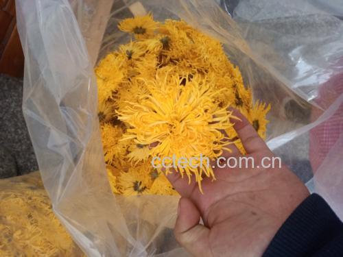 金丝皇菊四季活性成分对比图:春季绿原酸/木犀草苷峰值,夏季β-胡萝卜素峰值,秋季渐降,冬季低水平 信息图表:柱状图对比金丝皇菊中绿原酸、木犀草苷、β-胡萝卜素在春/夏/秋/冬四季节干花中的实测含量(单位:mg/g或μg/g),标注各成分峰值季节及对应人体健康获益路径,背景为简约线性时间轴设计