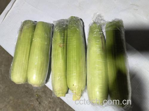 新鲜玉米棒子摆放在木质桌子上,背景为自然光线 玉米作为健康食材的图片