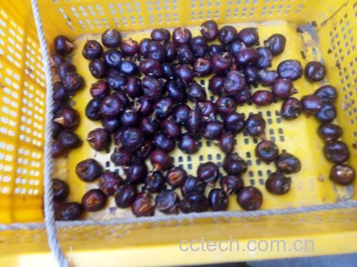 两张并列摆放的新鲜食材特写:左侧为去皮后的乳白色马蹄(荸荠)切片,边缘略带淡黄色;右侧为橙黄色的金桔果实,部分已切成薄片,果皮油腺清晰可见,果肉饱满多汁,背景为浅灰色麻布纹理,突出农产品自然质感 马蹄与金桔原材料特写