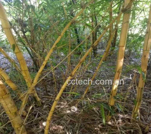 一片幽静的高山竹林,阳光透过竹叶洒落,几株野生竹灵芝从腐朽的竹节中生长而出,呈现橙黄色块状结构,周围覆盖苔藓和落叶,展现其自然原始的生态环境 野生竹灵芝原生态生长环境