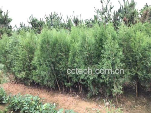 一排整齐的城市绿化带中生长的侧柏树,呈深绿色塔形冠幅,树皮灰褐色纵裂,枝叶密集,正值春季花期,周围有轻微飘散的花粉颗粒可视化效果 春季城市绿化带中的侧柏树