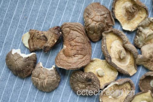 干香菇(左)与干平菇(右)形态对比:香菇菌盖厚实、褶皱深密,富含鸟苷酸结晶;平菇菌盖薄而舒展、边缘波状,质地疏松,谷氨酸富集于菌柄基部 香菇与平菇干品特写对比图,左侧为深褐色伞盖厚实、菌褶紧密的干香菇,右侧为灰白色薄片状、边缘微卷的干平菇,两者并排置于竹制托盘上,背景为浅木纹台面