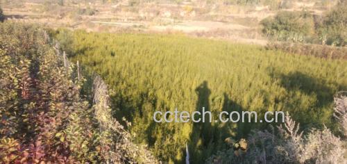 侧柏与圆柏植株对比图