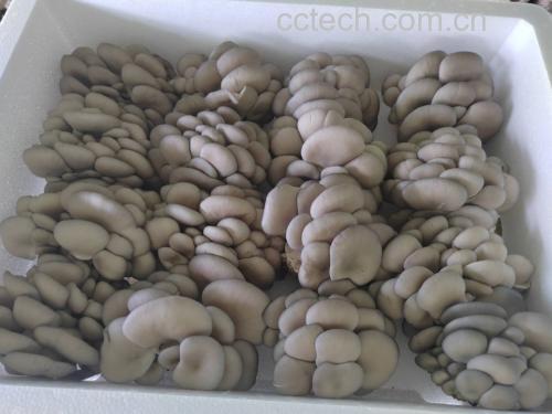 蒸好的平菇成品图