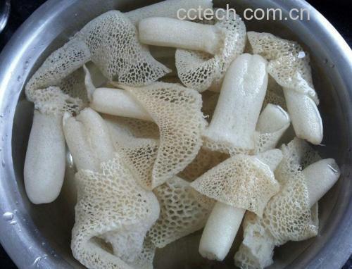 泡发好的长裙竹荪呈半透明乳白色,菌柄饱满有弹性,裙边完全舒展如网状花瓣,整齐码放在白色瓷盘中,背景为厨房操作台 泡发完成的竹荪状态展示