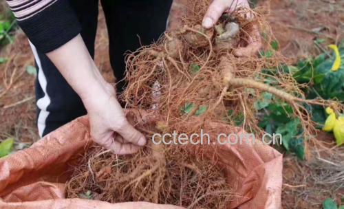 云南文山某三七种植基地,阳光充足,土地湿润,农户正在采收三七 云南文山三七种植基地实景图